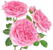 97195993_large_10 (175x165, 62Kb)