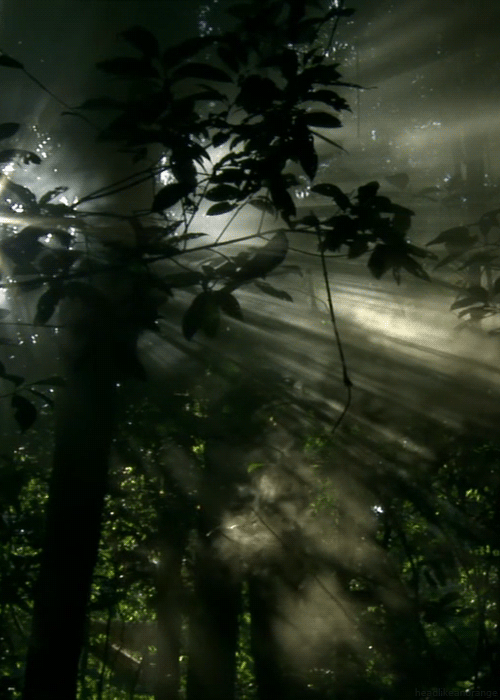 Дождь в лесу. Анимированный лес. Гифки природа. Лес в тумане. Живой загадочный