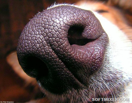 dogs-nose-prints-are-just-as-unique-as-fingerprints-are-to-humans-photo-u1-1
